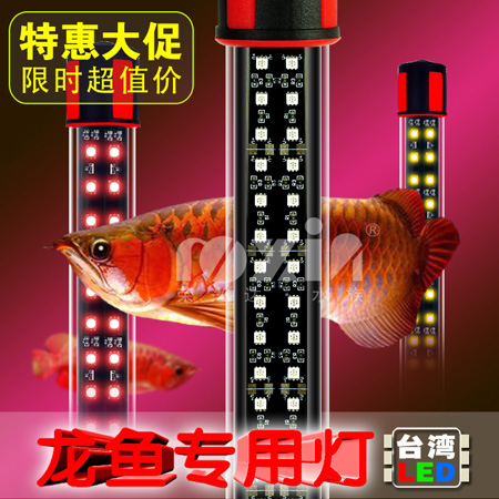 水族龙鱼增红灯 (90cm/110cm/140cm)